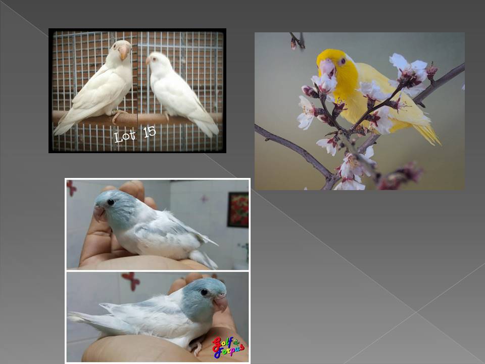 Smallest Parrot in Aviculture Slide